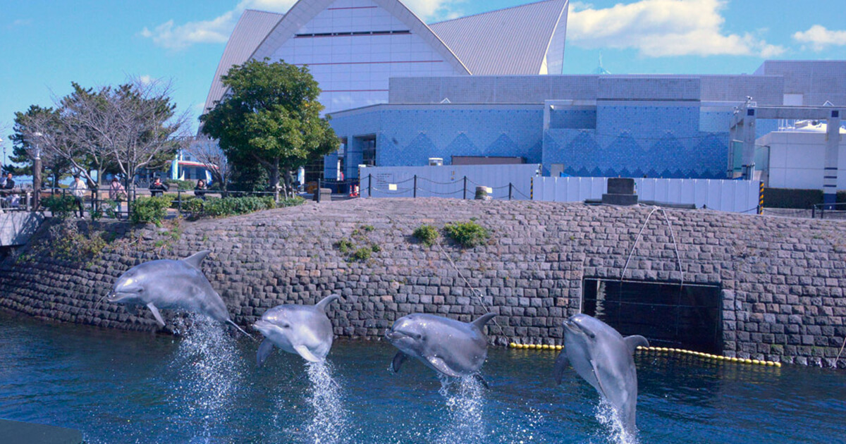 錦江湾にイルカを探しに行こう いおワールドかごしま水族館