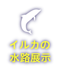 イルカの水路展示　水族館のプールを飛び出して、外の水路で自由に遊ぶイルカを見てみよう！