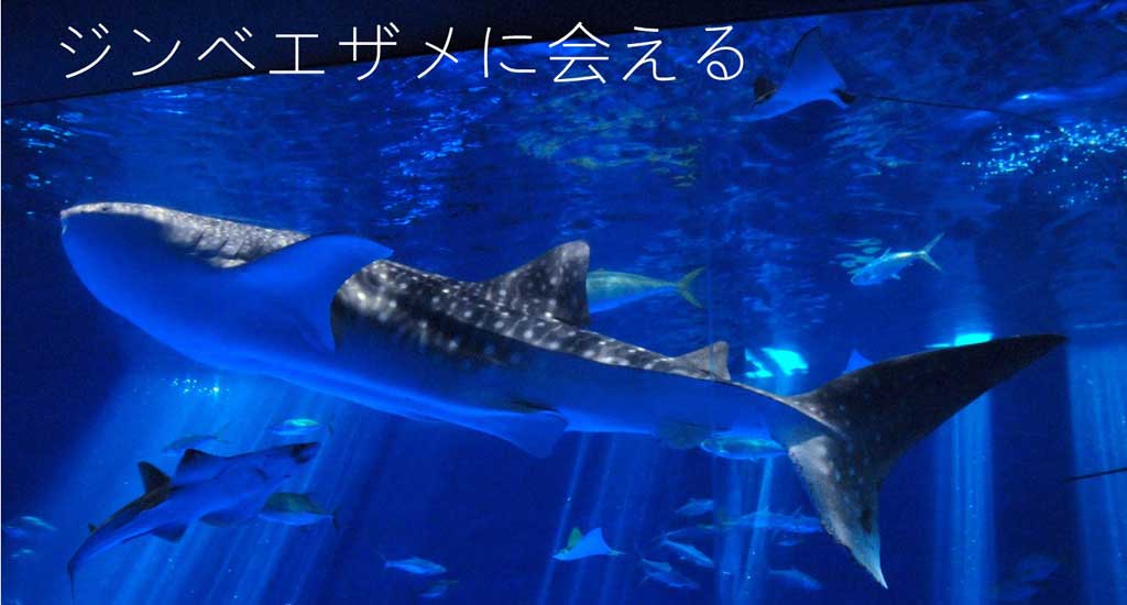 いおワールドかごしま水族館 ジンベエザメやサツマハオリムシなど錦江湾から南西諸島の生き物500種3万点を展示する鹿児島市の水族館 いおワールド