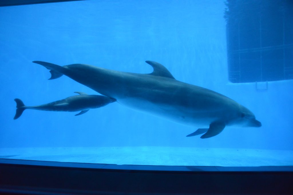 イルカの赤ちゃんをご覧いただけます いおワールドかごしま水族館