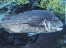 Gamakatsu Red Sea Bream King Nano Point Okiami Color 68713