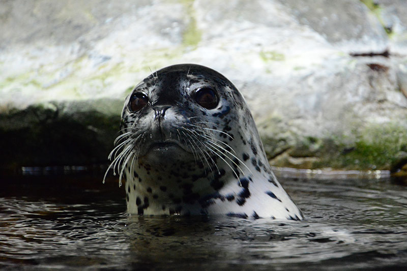 アザラシ水槽