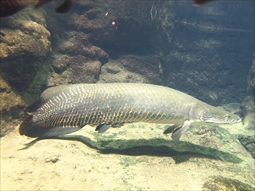 ピラルクー いおワールドかごしま水族館