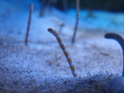 ニシキアナゴ | かごしま水族館スマートフォン館内案内