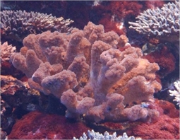 ヘラジカハナヤサイサンゴ