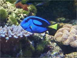 ナンヨウハギ いおワールドかごしま水族館