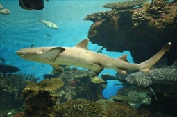 ネムリブカ かごしま水族館スマートフォン館内案内