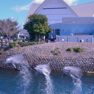 いるか水路