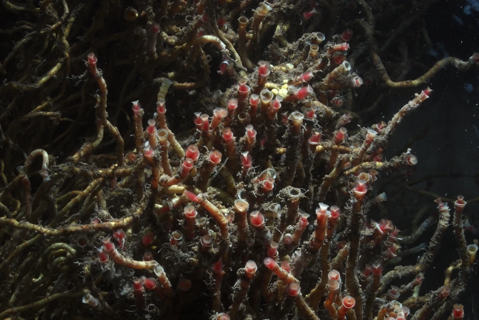 サツマハオリムシ