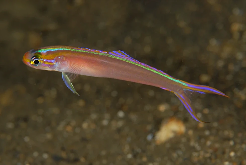 モモイロカグヤハゼ