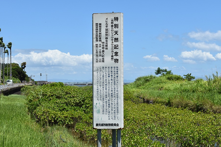 北限のメヒルギ観察ゾーン